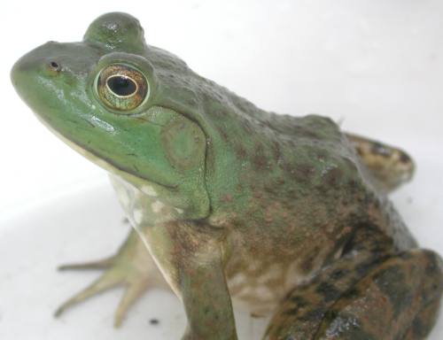 Bullfrog -- Rana catesbeiana