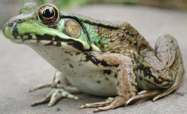 Northern green frog -- Rana clamitans melanota