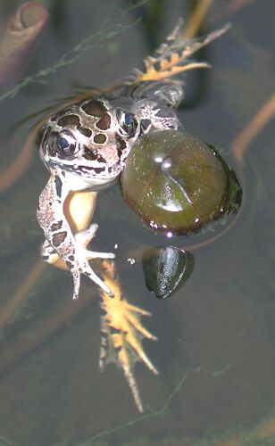Pickerel frog -- Rana pulustris